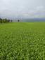 Preview: BIO Luzerne Pellets Cobs 'Low Sugar'